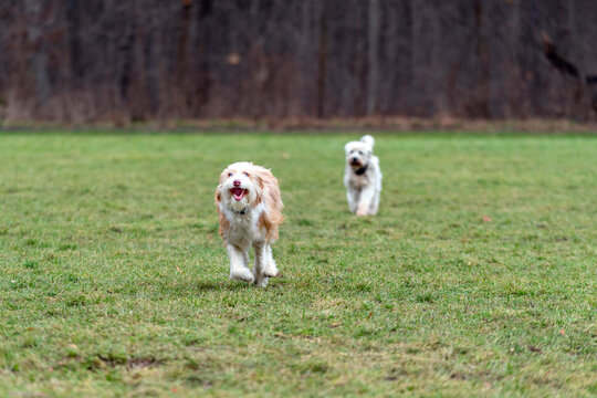 Dogs playing on grass