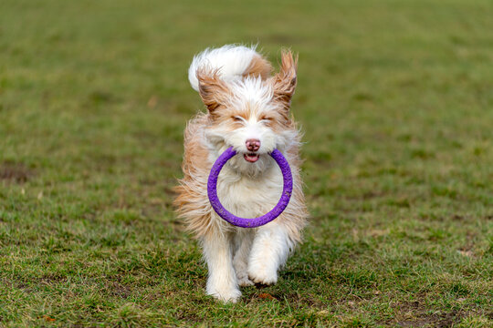Dog running with toy on grass