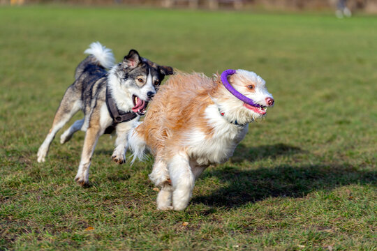 Dogs playing on grass
