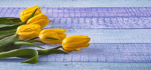 Tulips background. Bouquet of spring yellow flowers on blue wooden background. Side view