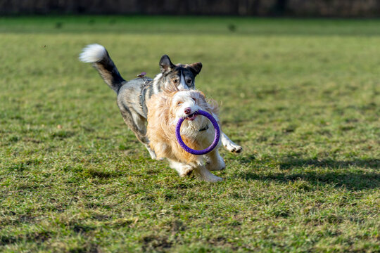 Dogs playing on grass