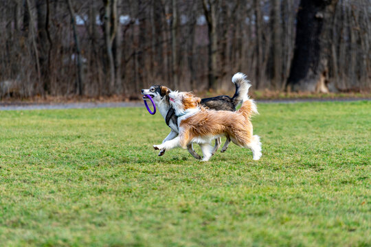 Dogs playing on grass