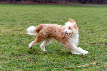 Dog playing on grass