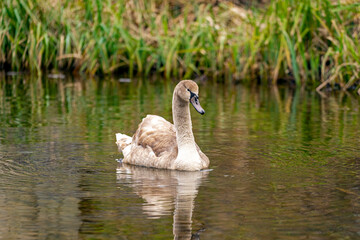 Fototapeta premium swan on the water
