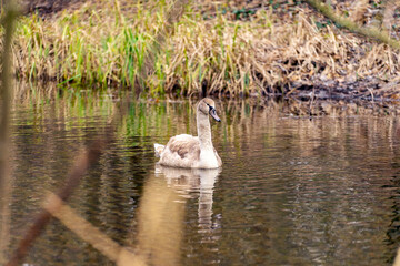 swan on the river