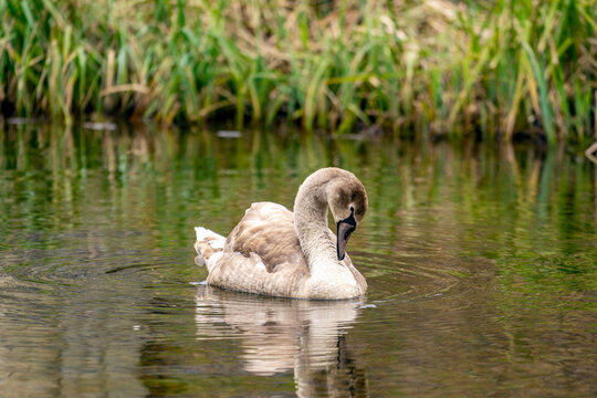 swan on the lake