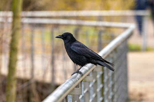 crow on a fence