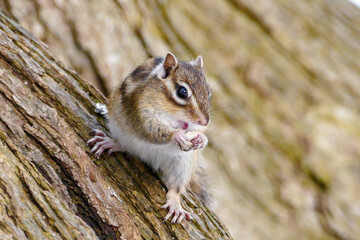 札幌に住むシマリス（北海道札幌市）