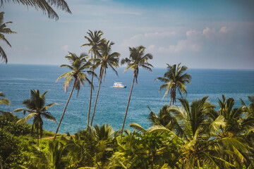 palm trees on the beach
