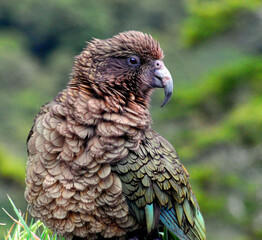 BIRDS- New Zealand- Close Up Portrait of a Rare Wild Kea Parrot