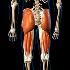 Male Hip Extensor Muscle Complex on Black Background - 573049342