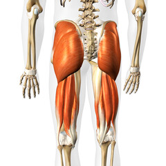 Male Hip Extensor Muscle Complex on White Background - 573049348