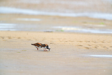 Little stints and sandpipers