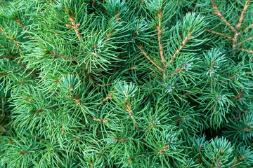 Naklejka na ściany i meble Natural background of young pine branches, closeup. Evergreen pine with green needles for branding, calendar, postcard, screensaver, wallpaper, poster, banner, cover, website. High quality photo