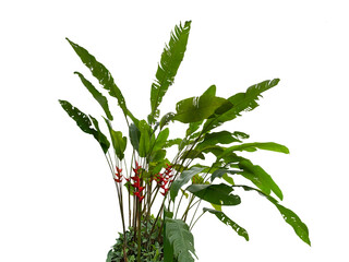 Heliconia bihai, red palulu or garden plantain, whole plant with leaves and flowers cut and isolated from background