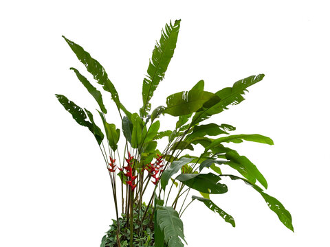 Heliconia bihai, red palulu or garden plantain, whole plant with leaves and flowers cut and isolated from background