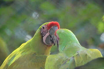 Red-and-green macaws