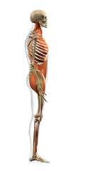 Full Body Anatomical Model of Male Lateral Network of Muscles on White Background - 573052537