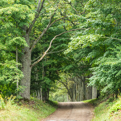 a rural road through an old tree alley in the summer