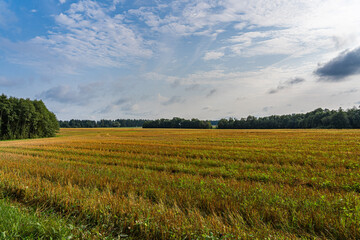 Fototapeta na wymiar mown field, blue sky, rural landscape