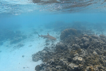 Blacktip reef shark swimming near coral reef