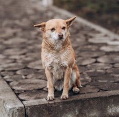 Homeless abandoned stray dog with very sad smart eyes