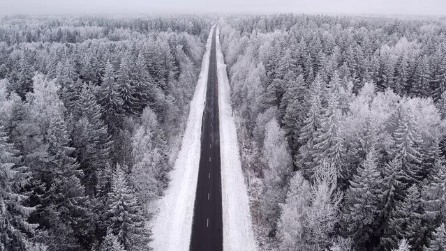 Snow-covered trees in the forest