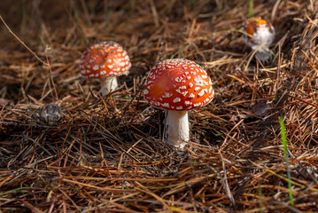 Poisonous mushroom red amanita in a coniferous forest in autumn