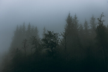 Foggy and creepy landscape in  the deep forest of Norway