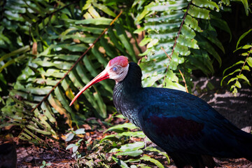 The beautiful and Majestic Southern bald ibis
