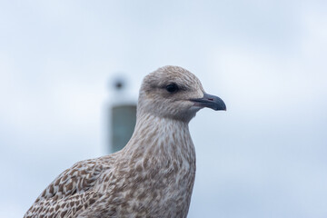 Seagull close up in Svolvaer,  Lofoten Islands, Norway