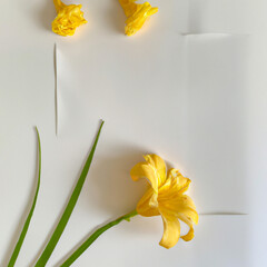 Simple Flatlays Yellow Lovable day-lily - Generative AI
