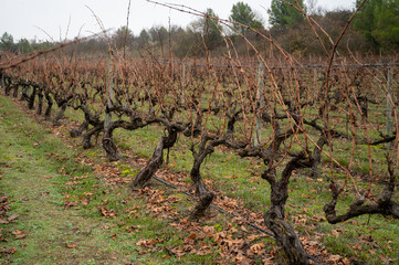 Fototapeta na wymiar Ripe and dry bunches of red tempranillo grapes after harvest, vineyards of La Rioja wine region in Spain, Rioja Alavesa in winter