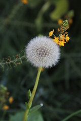 Panadero - dandelion