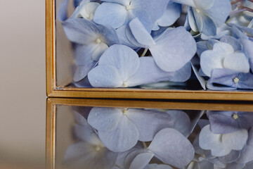 Pétales bleus d'hortensias pour remplir la boîte à bijoux