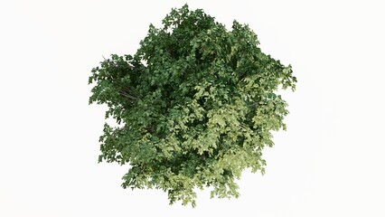 Fototapeta na wymiar 3D Top view Green Trees Isolated on white background, use for visualization in graphic design. 