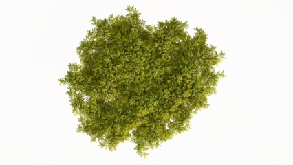 3D Top view Green Trees Isolated on white background, use for visualization in graphic design.	