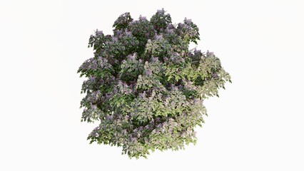 Obraz premium 3D Top view yellow, red, pink flourishing Trees Isolated on white background, use for visualization in graphic design. 