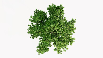 3D Top view Green Trees Isolated on white background, use for visualization in graphic design.