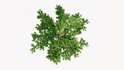 3D Top view Green Trees Isolated on white background, use for visualization in graphic design.	