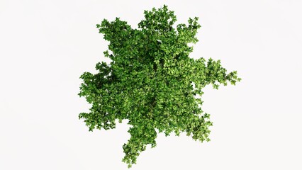 Obraz premium 3D Top view Green Trees Isolated on white background, use for visualization in graphic design. 