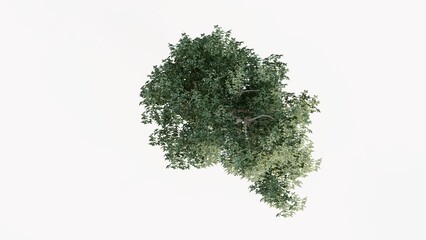 Fototapeta premium 3D Top view Green Trees Isolated on white background, use for visualization in graphic design. 
