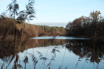 Autumn weather. Lake and trees in the forest