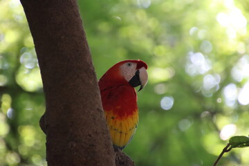 scarlet macaw (Ara macao)