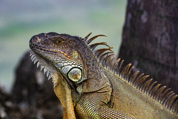 Iguana is a lizard reptile in the Iguana in the iguana family. And in the subfamily Iguanidae.
