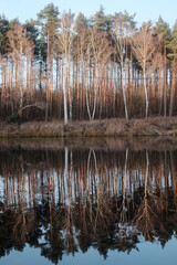 Autumn weather. Lake and trees in the forest