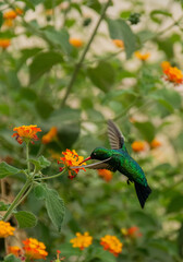 hummingbird flying near a flower