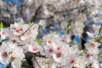 almond tree bloom