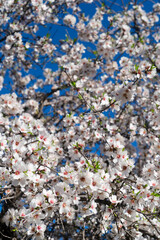 almond tree bloom