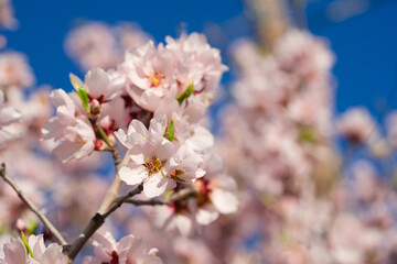 almond tree bloom